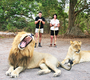 Marche avec les lions à la Réserve de Fathala au Sénégal avec guide professionnel