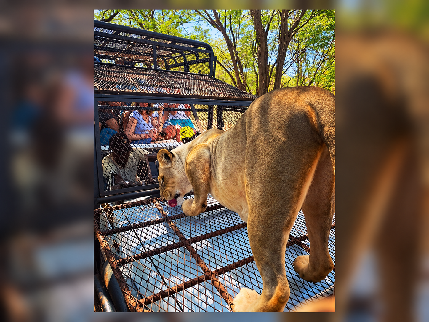 Lion near a secure vehicle at Bandia Lion Ranch