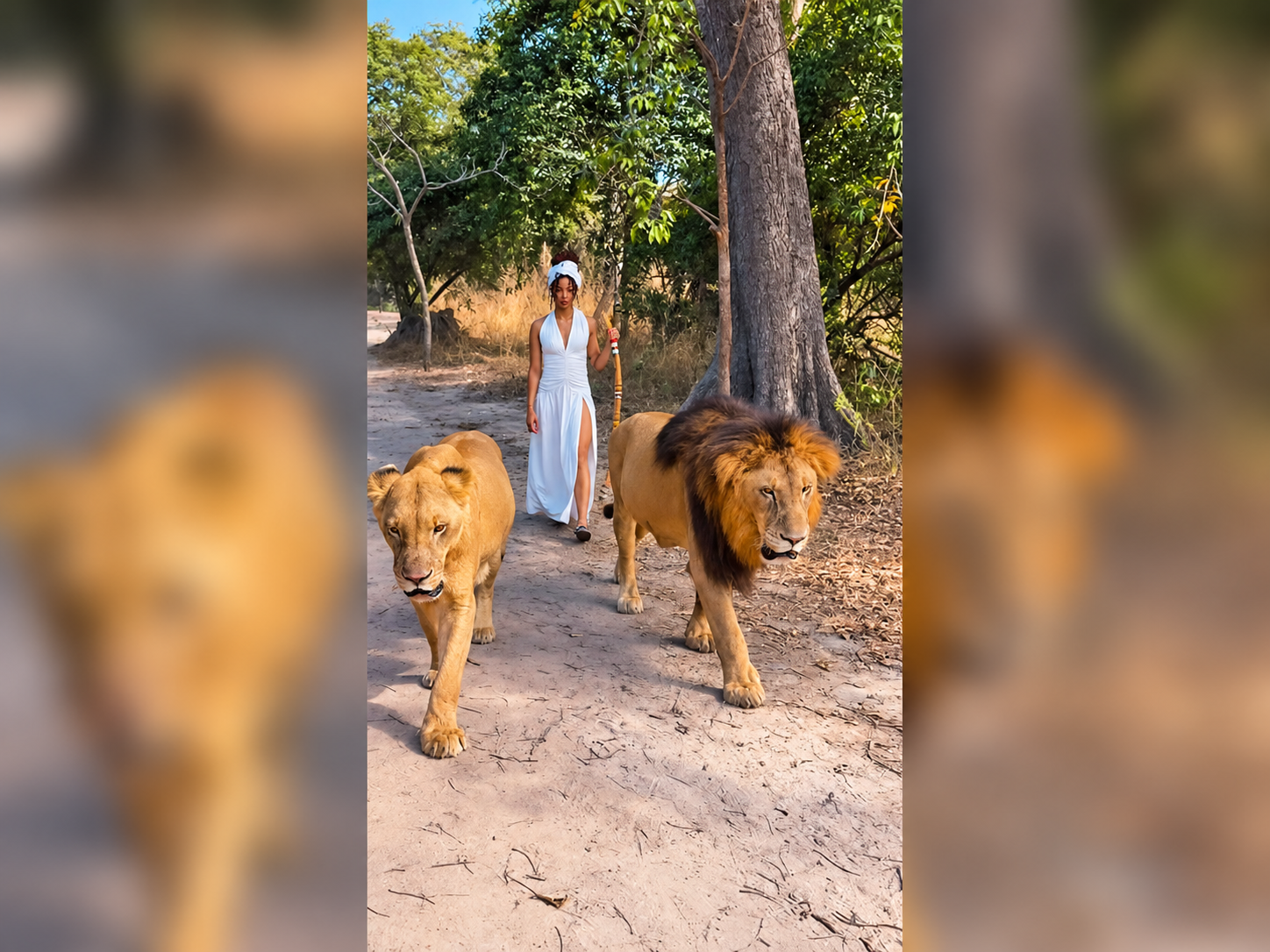 Marche encadrée avec les lions à la Réserve de Fathala