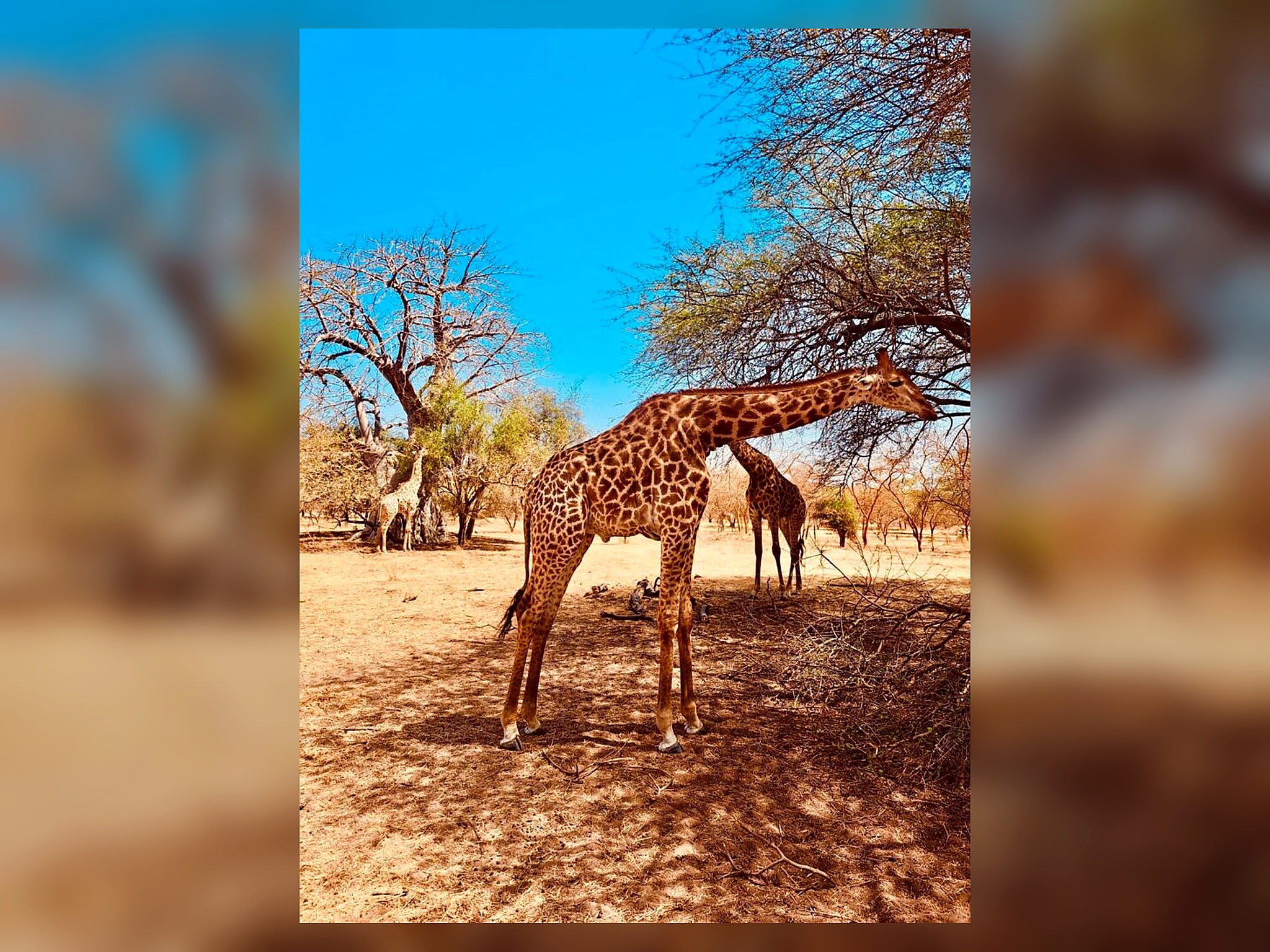 Giraffes feeding in the wooded landscape of Bandia Reserve