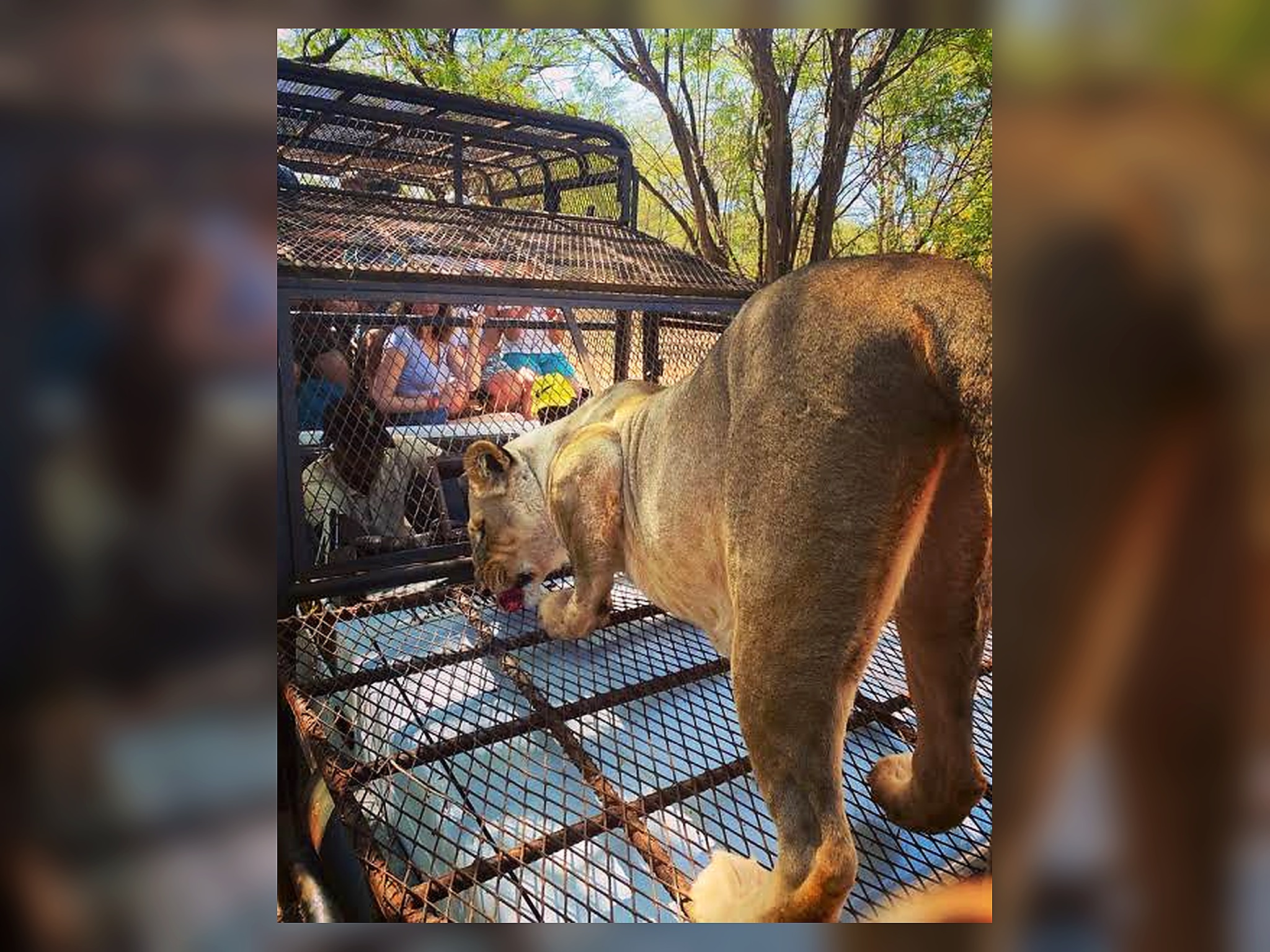Lioness seen close to the protected vehicle during the Bandia experience