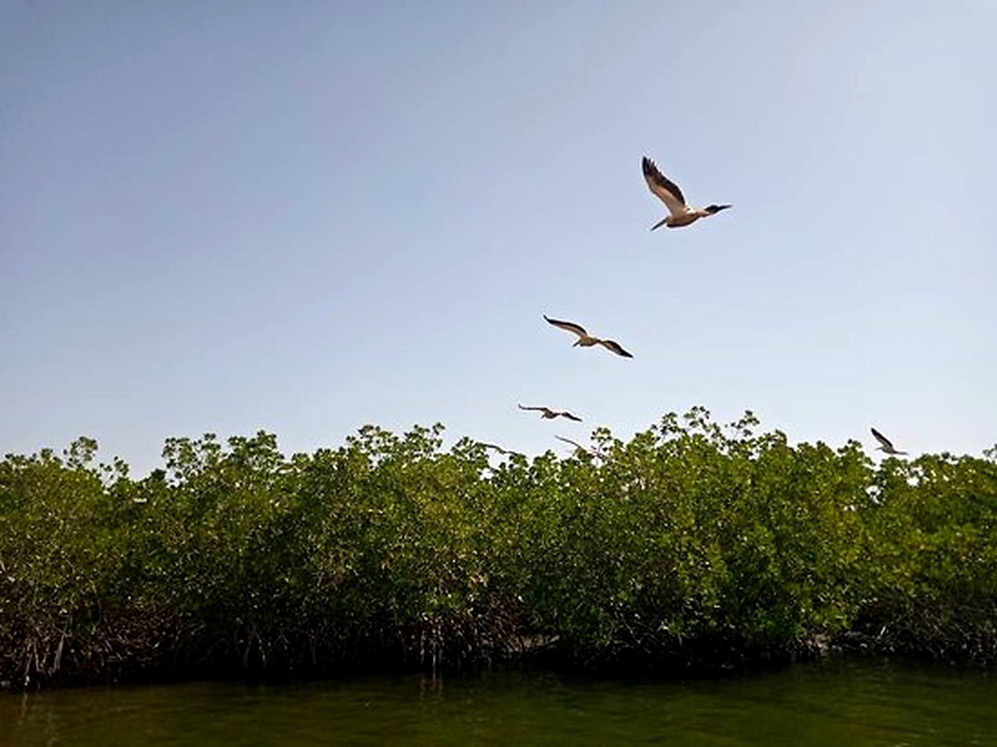Birds flying above the green mangroves of Somone Lagoon