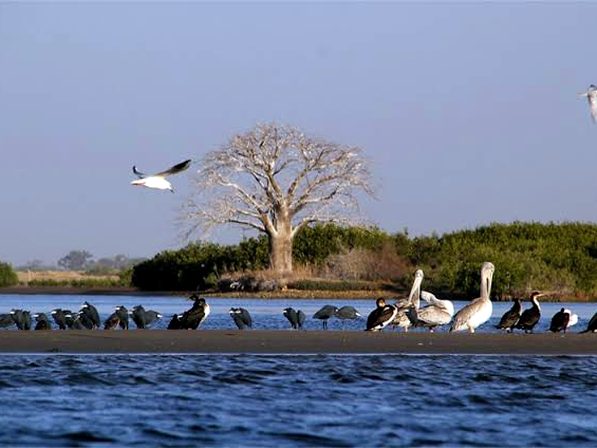 Birds gathered on the water before a baobab in Somone’s natural landscape