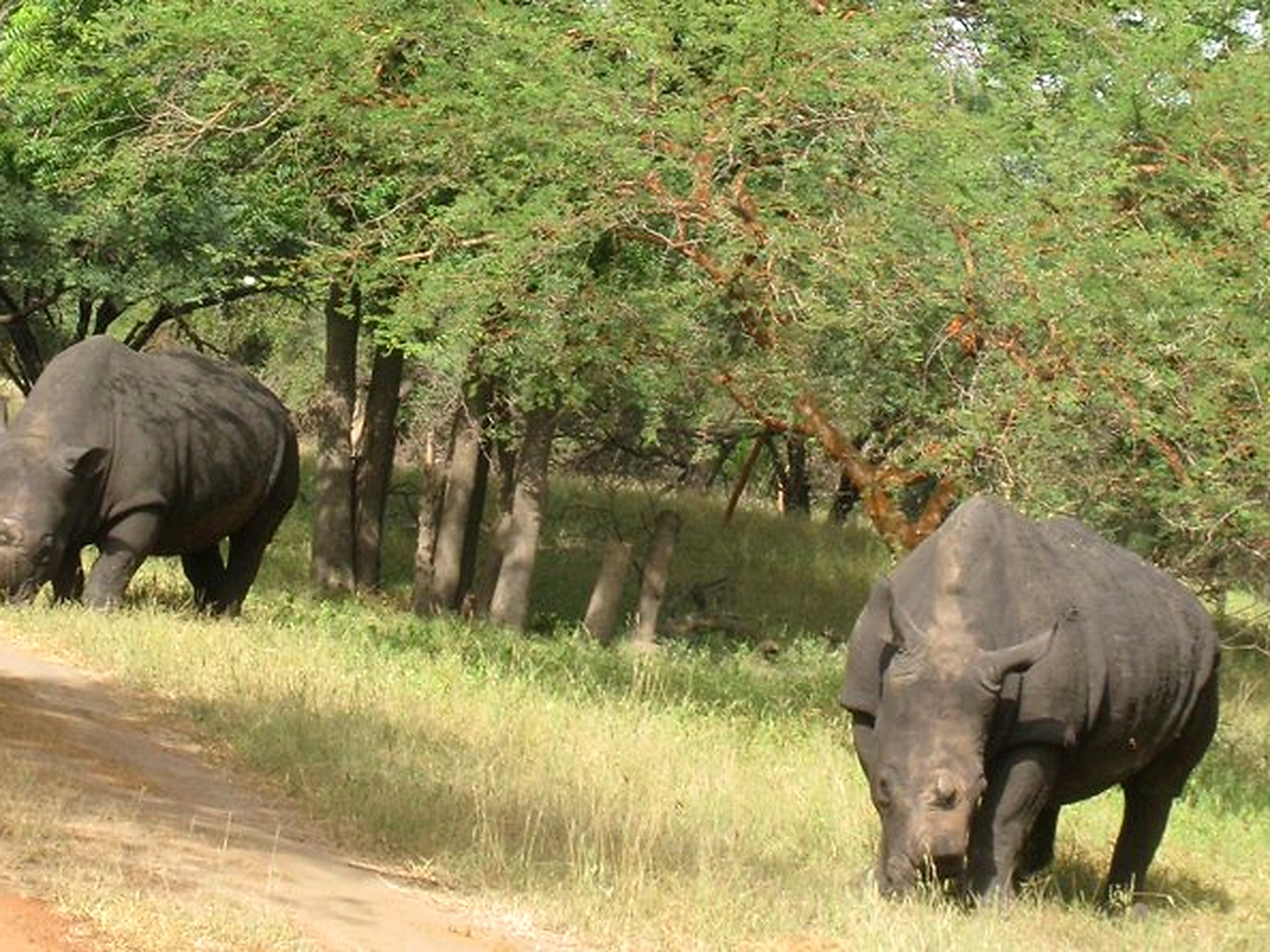 Two rhinoceroses seen among the vegetation of Bandia Reserve in Senegal