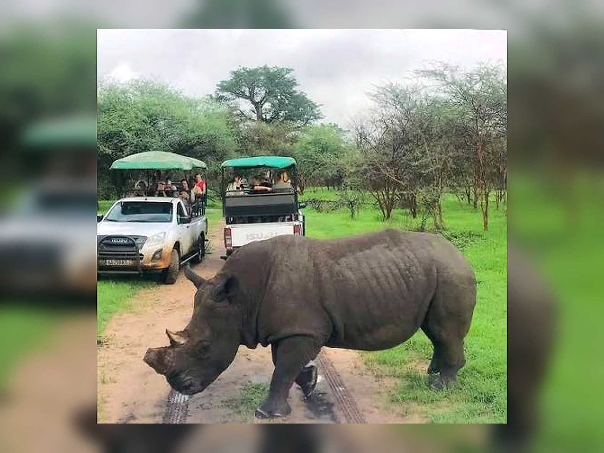 Rhinoceros crossing in front of guided safari vehicles in Bandia Reserve