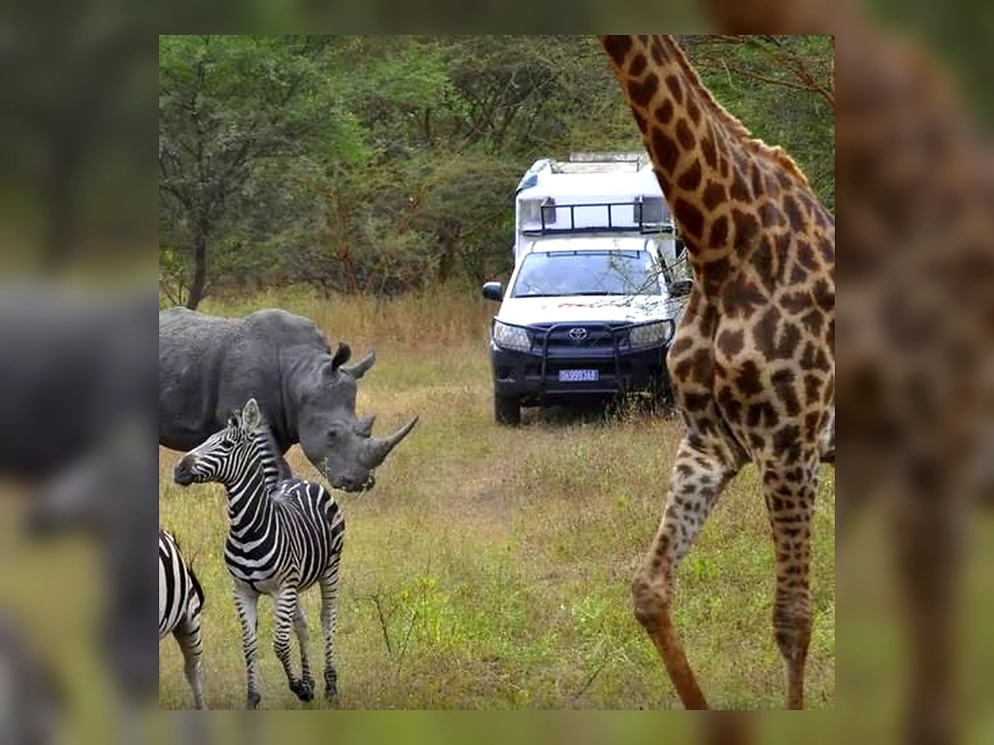 Giraffe, rhinoceros and zebras in front of a safari vehicle in Bandia Reserve