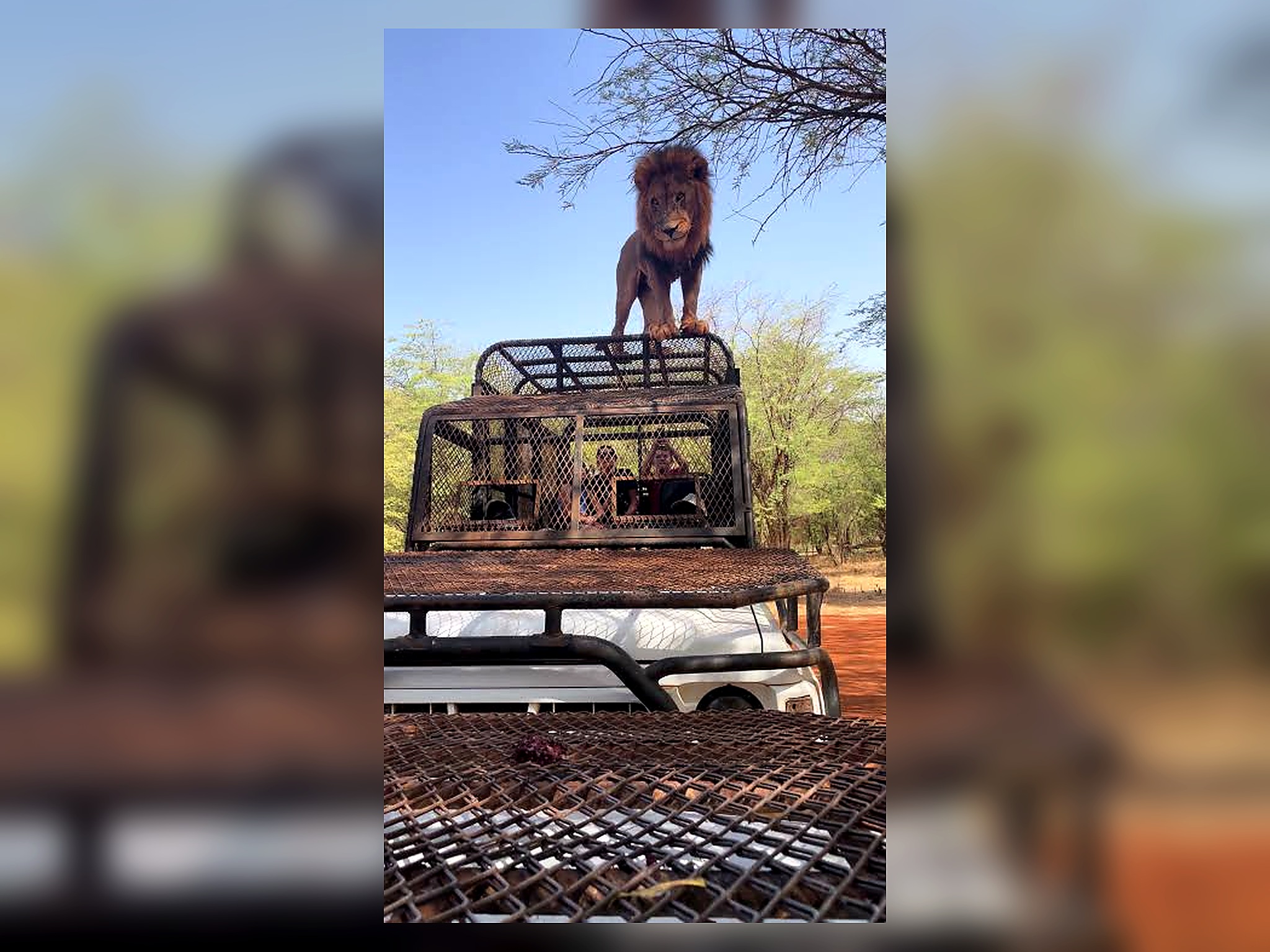 Lion au-dessus d’un véhicule sécurisé pendant l’expérience du Ranch des Lions à Bandia