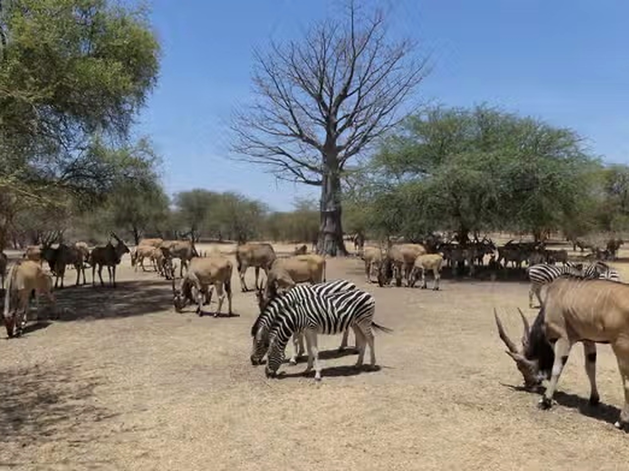Zebras and other wildlife gathered in Bandia’s savannah landscape