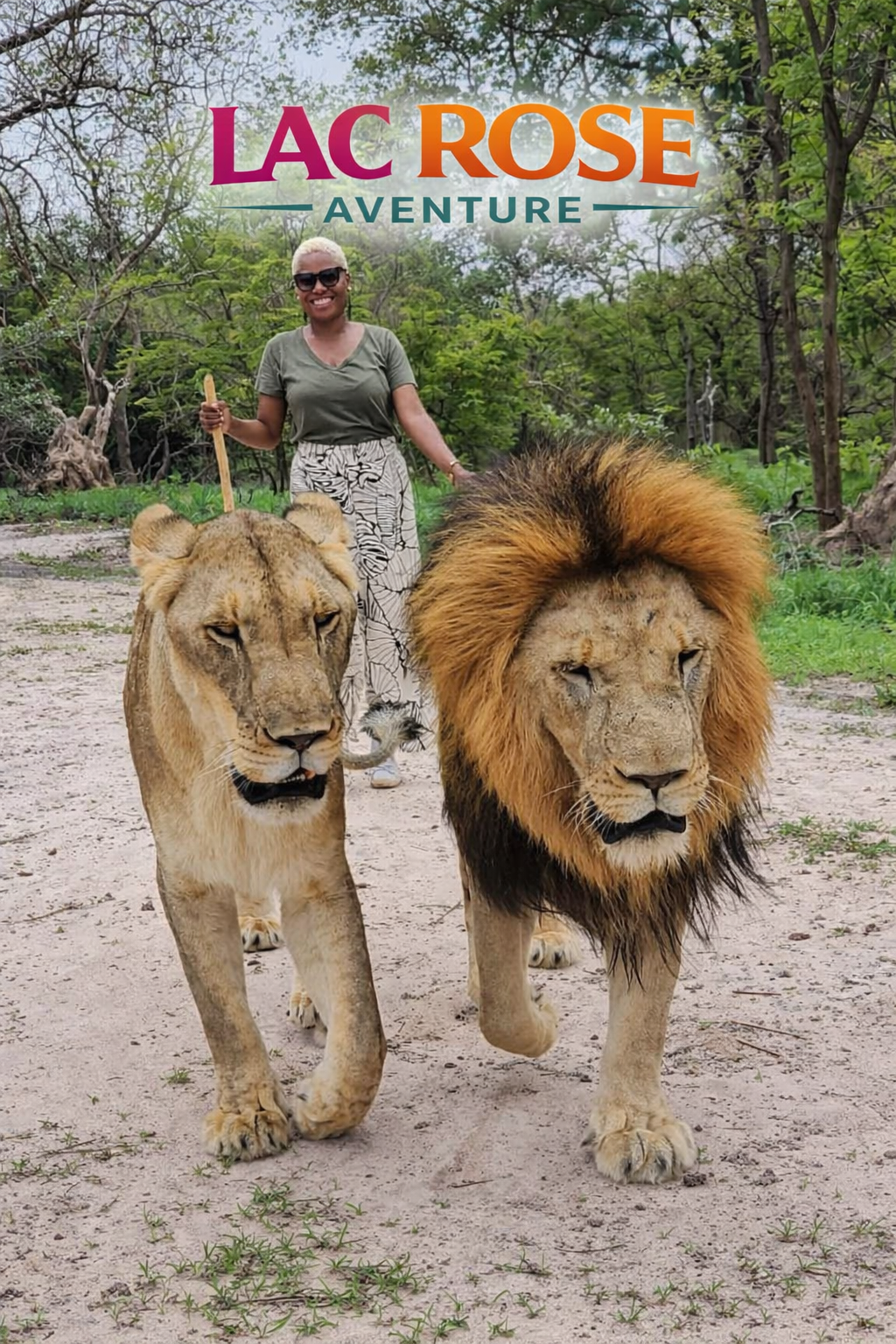 Girafes dans la réserve de Bandia au Sénégal lors d’une excursion safari avec Lac Rose Aventure