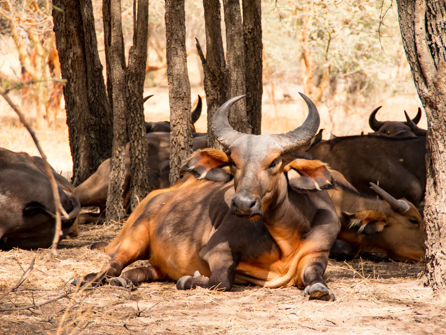 Búfalos descansando a la sombra de los árboles en la Reserva de Bandia, Senegal