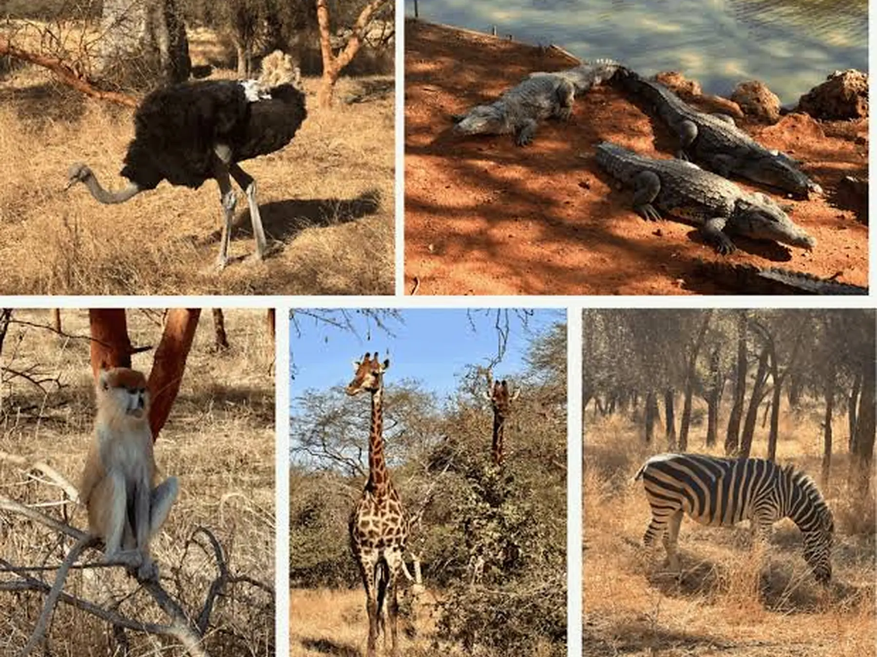 Avestruz, cocodrilos, mono, jirafas y cebra en la Reserva de Bandia