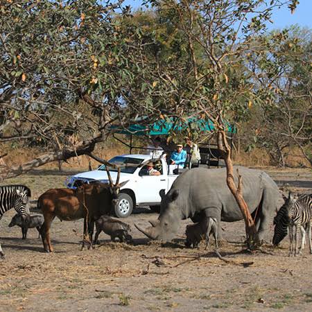 Safari, nature et faune sauvage dans la Réserve de Fathala au Sénégal | Lac Rose Tour Aventure