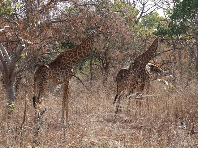 Safari, nature et faune sauvage dans la Réserve de Fathala au Sénégal | Lac Rose Tour Aventure