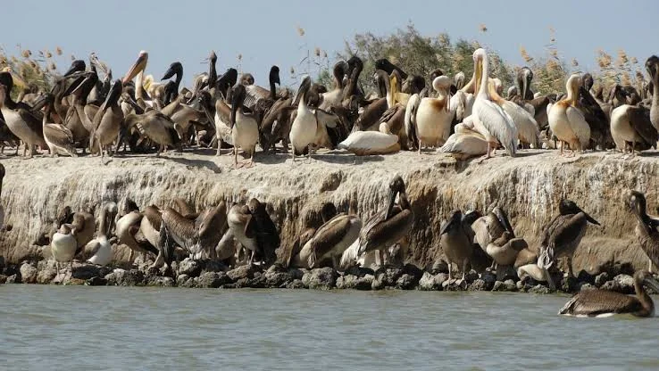 Pélicans et oiseaux aquatiques observés près de Saint-Louis, entre fleuve Sénégal et Langue de Barbarie