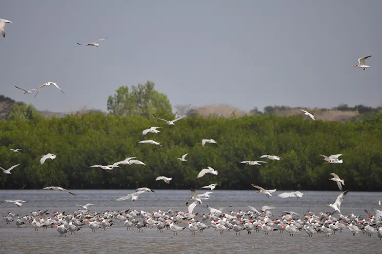 Oiseaux observés dans la lagune de Somone, espace naturel et réserve écologique du Sénégal