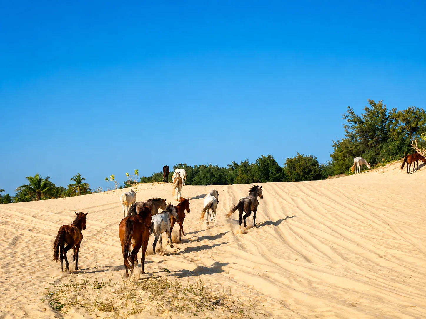Randonnée à cheval en groupe dans les dunes proches du Lac Rose