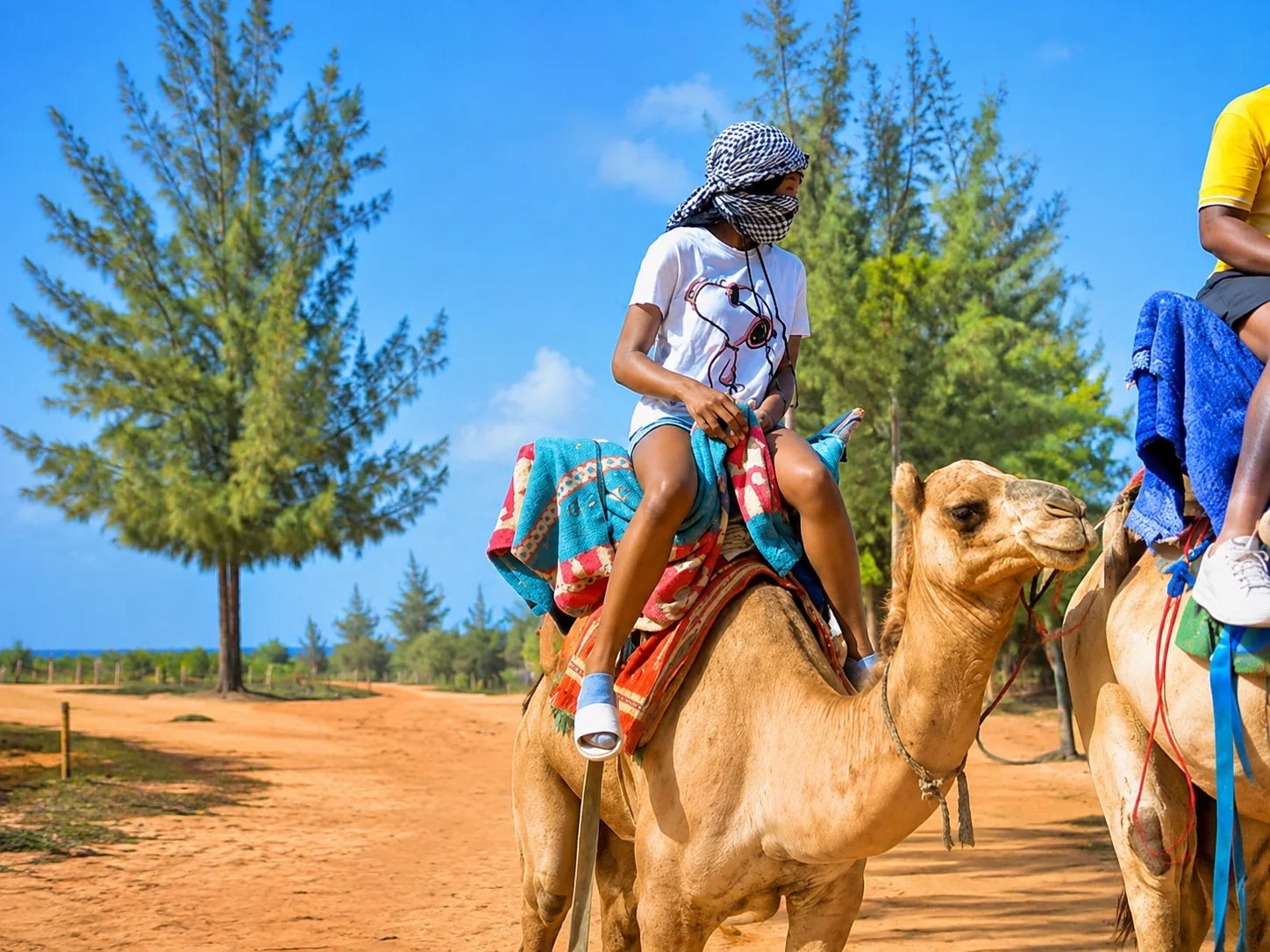 Camel ride near Lake Retba and its sandy dunes in Senegal