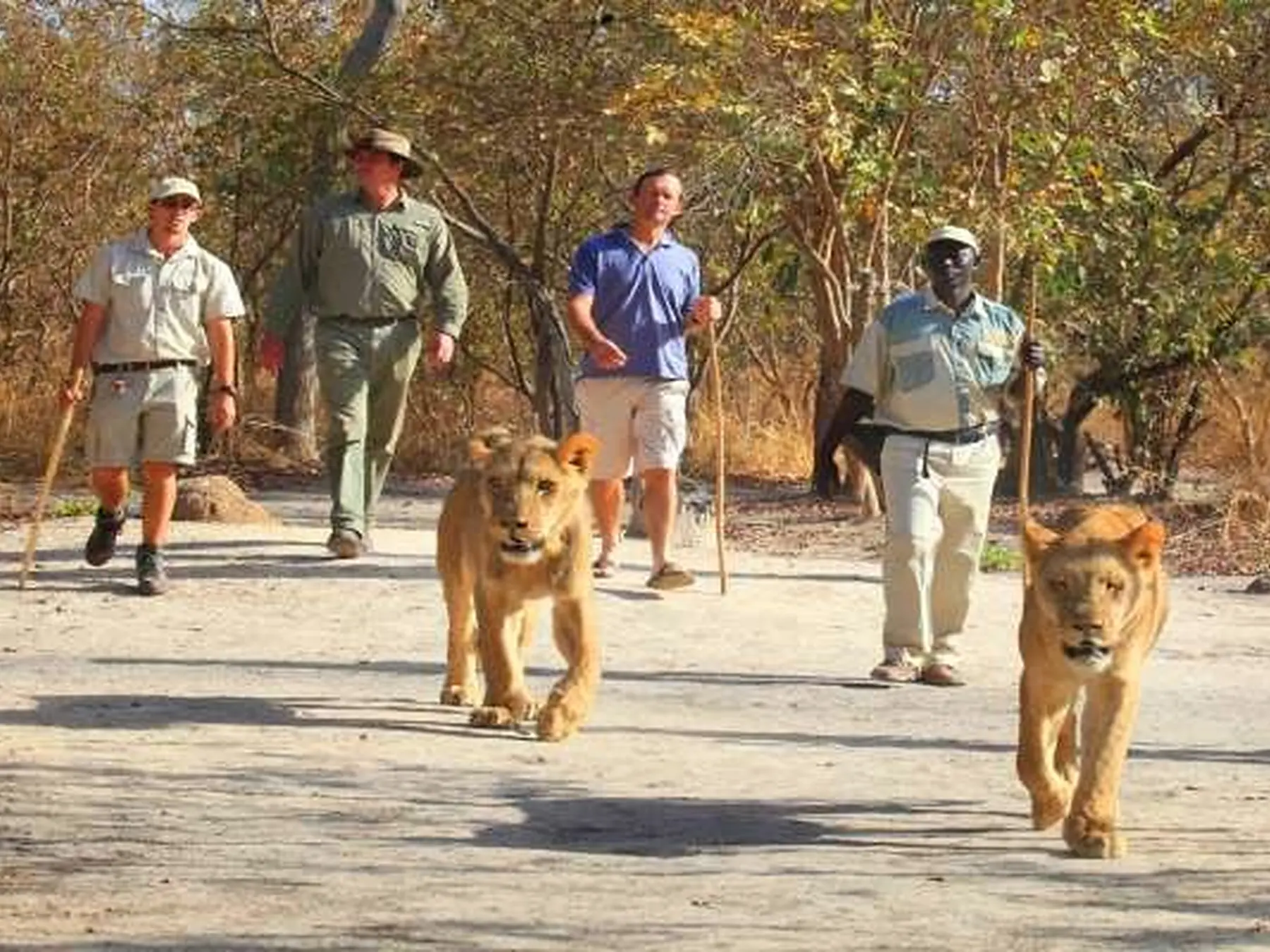 Excursión a la Reserva de Fathala en Senegal con safari, paseo con leones, transporte de ida y vuelta, almuerzo y acompañamiento profesional | Lac Rose Tour Aventure