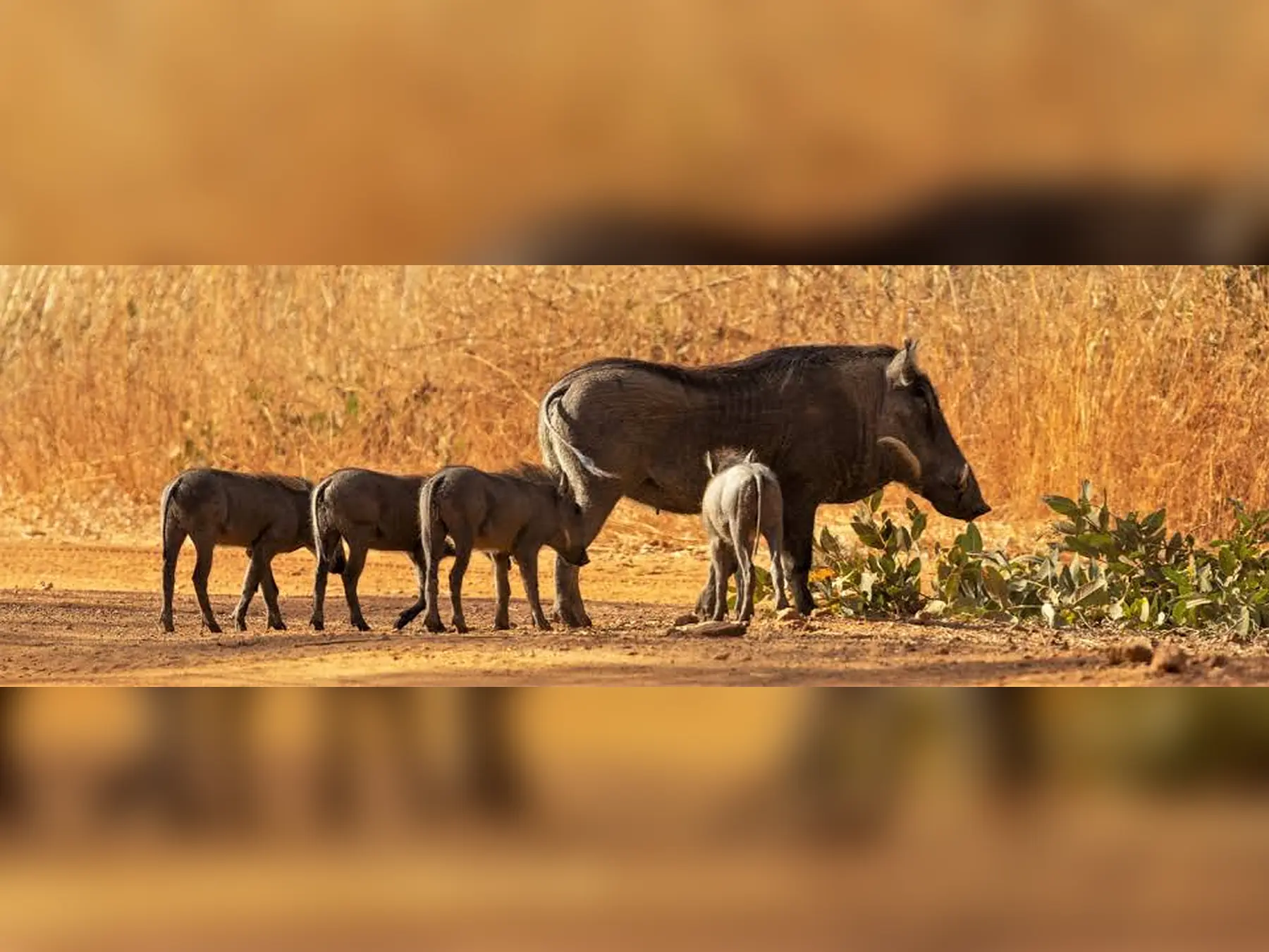 Familia de facóqueros en la sabana de la Reserva de Bandia, Senegal