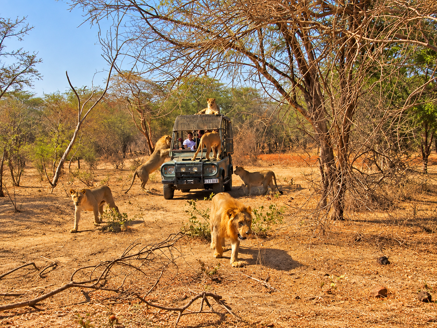 Affiche de l’expérience guidée des lions à Bandia depuis Dakar au tarif de 40 000 FCFA par personne