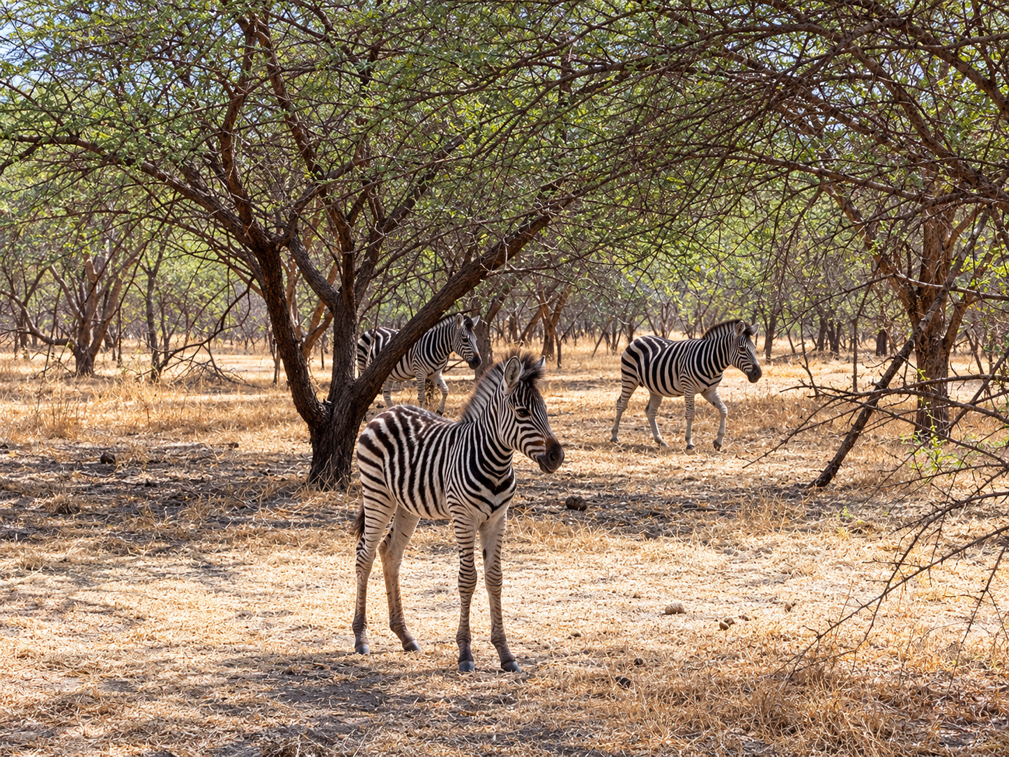 Affiche de l’excursion à la Réserve de Bandia avec safari 4x4, girafes, zèbres, lion et transport depuis Dakar