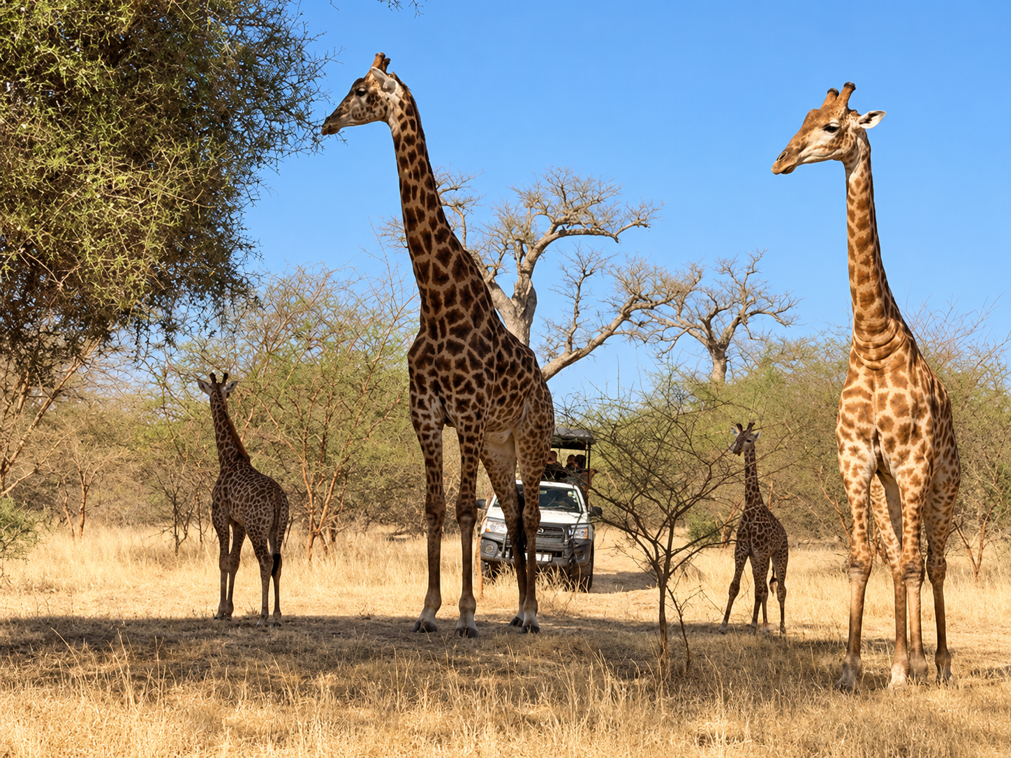 Affiche du safari 4x4 guidé à la Réserve de Bandia depuis Dakar au tarif de 40 000 FCFA par personne