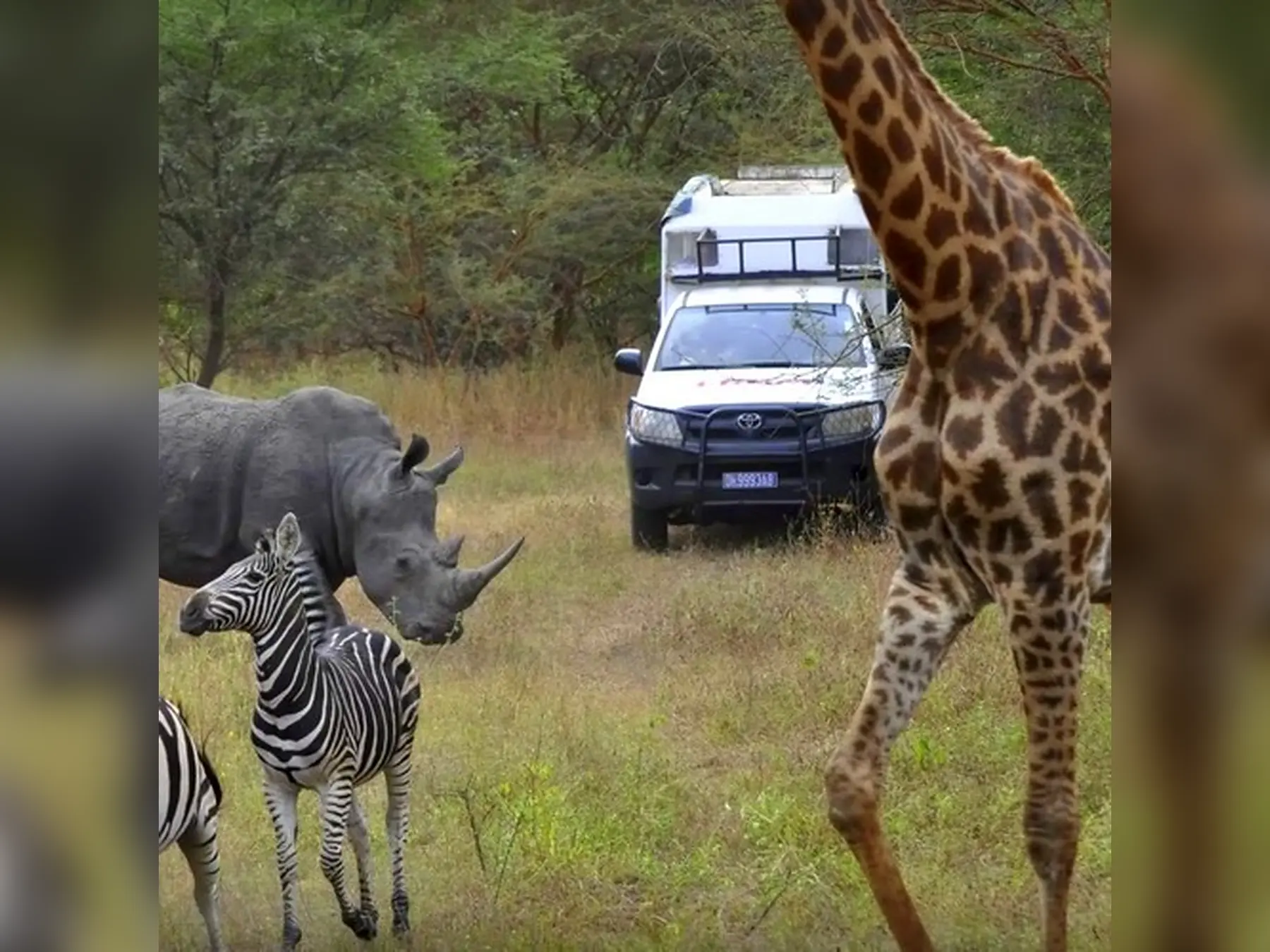 Jirafa, rinoceronte, cebras y vehículo de safari en la Reserva de Bandia