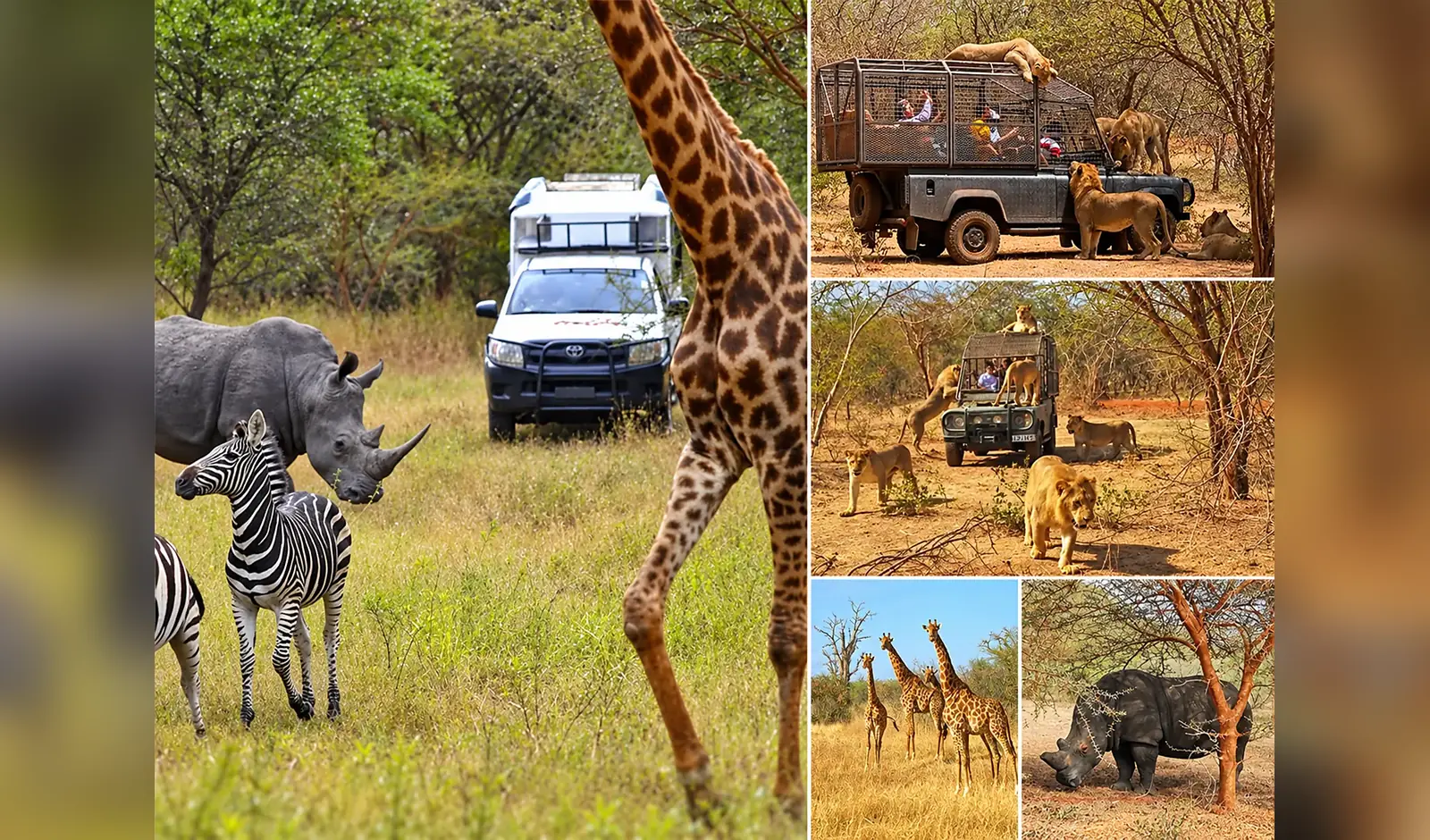 Safari guidé au cœur de la réserve à Réserve de Bandia, Sénégal