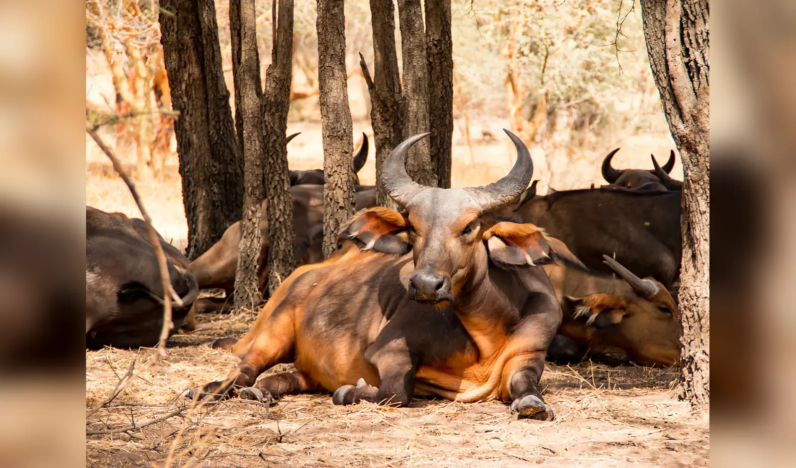 Faune sauvage observée dans la réserve à Réserve de Bandia, Sénégal