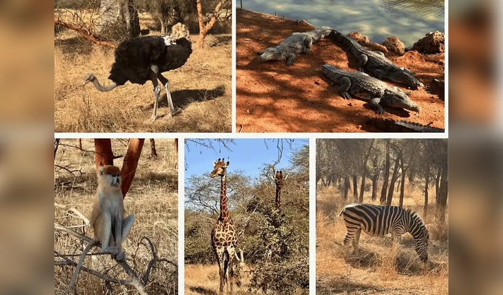 Faune sauvage observée dans la réserve à Réserve de Bandia, Sénégal