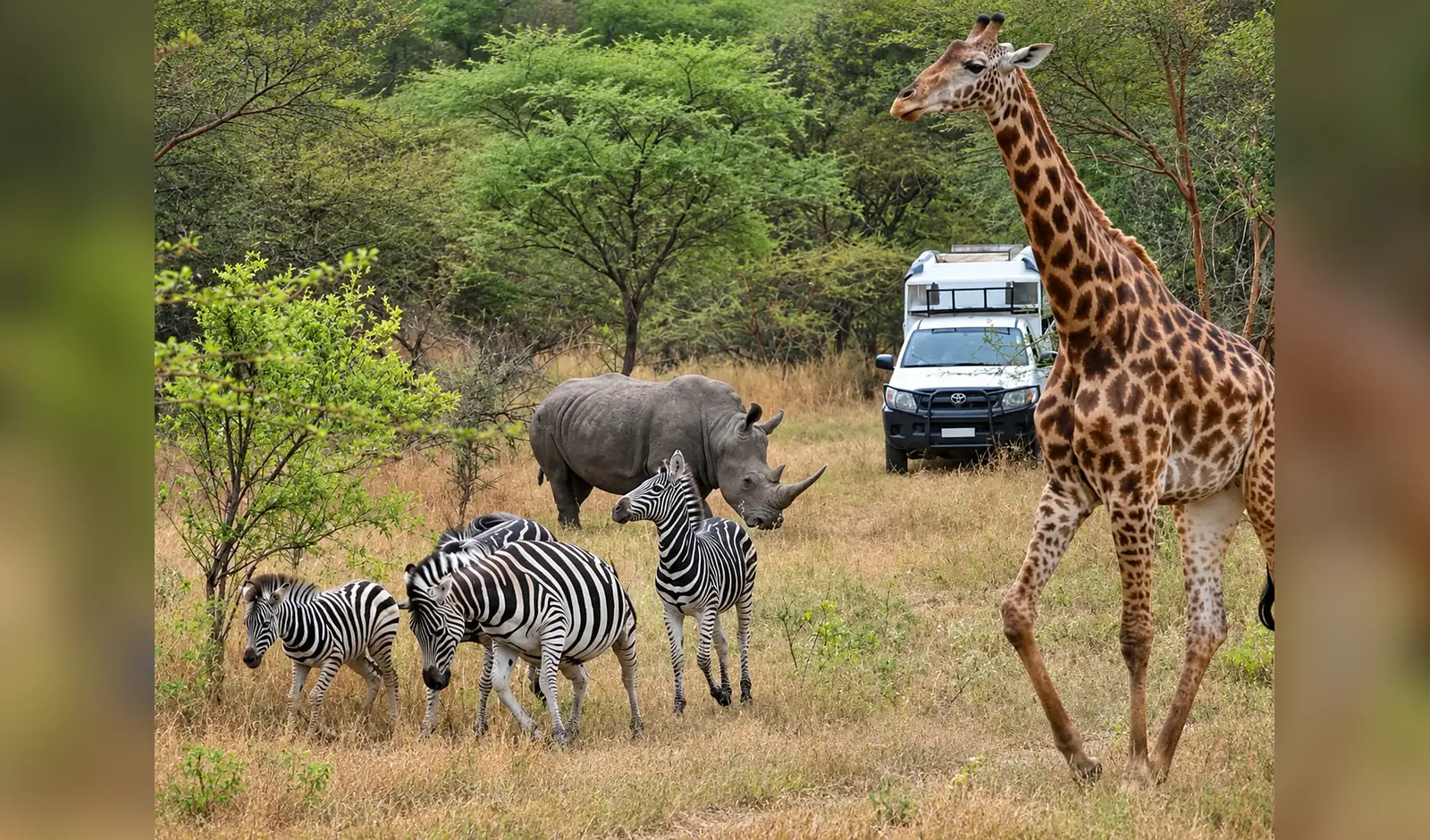 Girafe, rhinocéros et zèbres pendant un safari à Réserve de Bandia, Sénégal