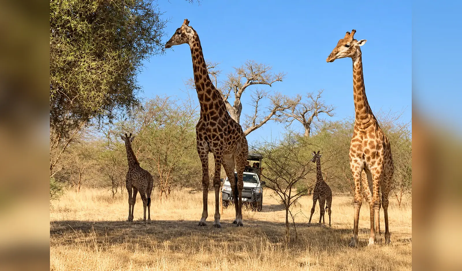 Girafes près d’un véhicule de safari à Réserve de Bandia, Sénégal