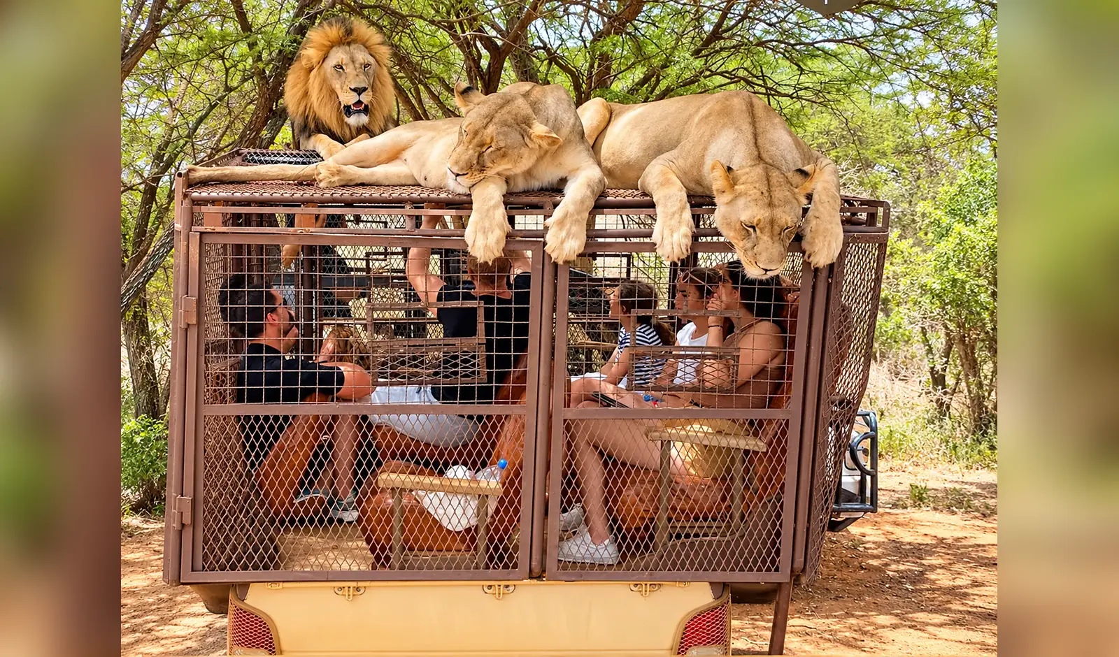 Lions observés depuis un véhicule de safari à Réserve de Bandia, Sénégal