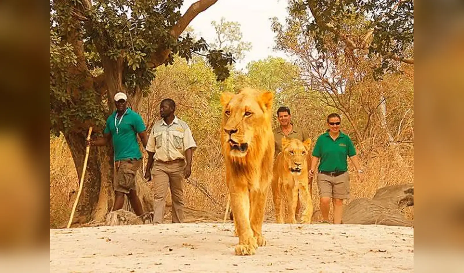 Marche encadrée avec les lions à Réserve de Fathala, Sénégal