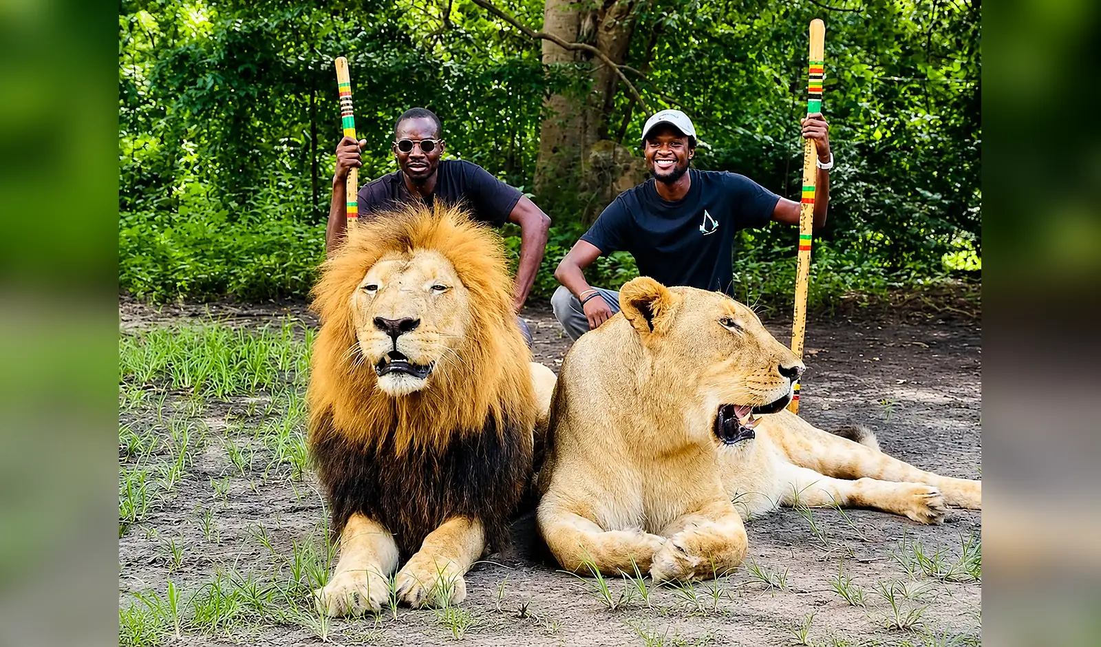 Marche encadrée avec les lions à Réserve de Fathala, Sénégal