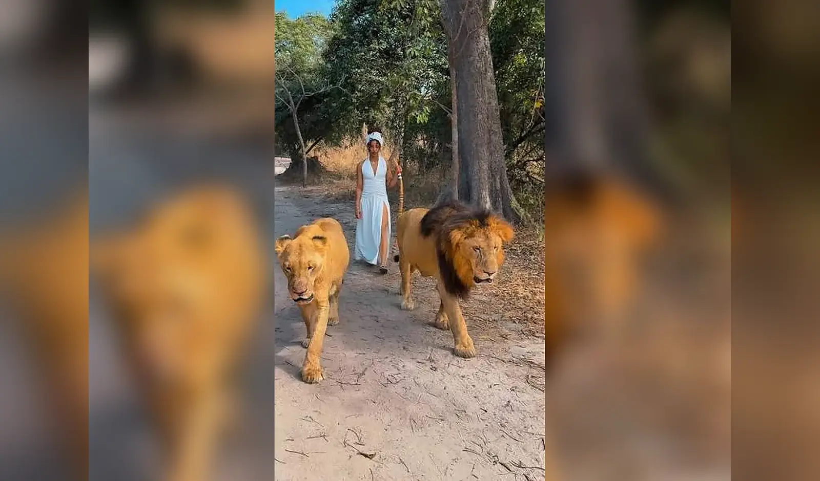 Marche encadrée avec les lions à Réserve de Fathala, Sénégal