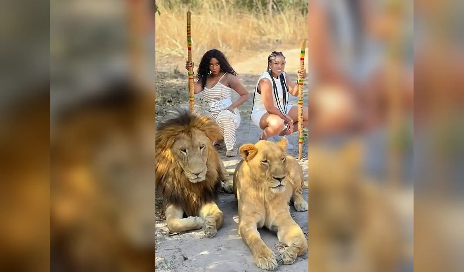 Marche encadrée avec les lions à Réserve de Fathala, Sénégal