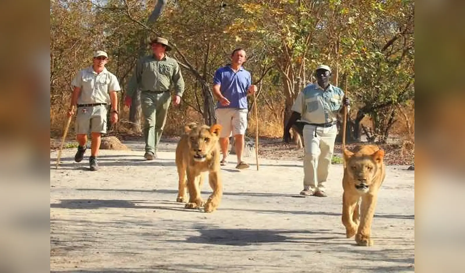 Marche encadrée avec les lions à Réserve de Fathala, Sénégal