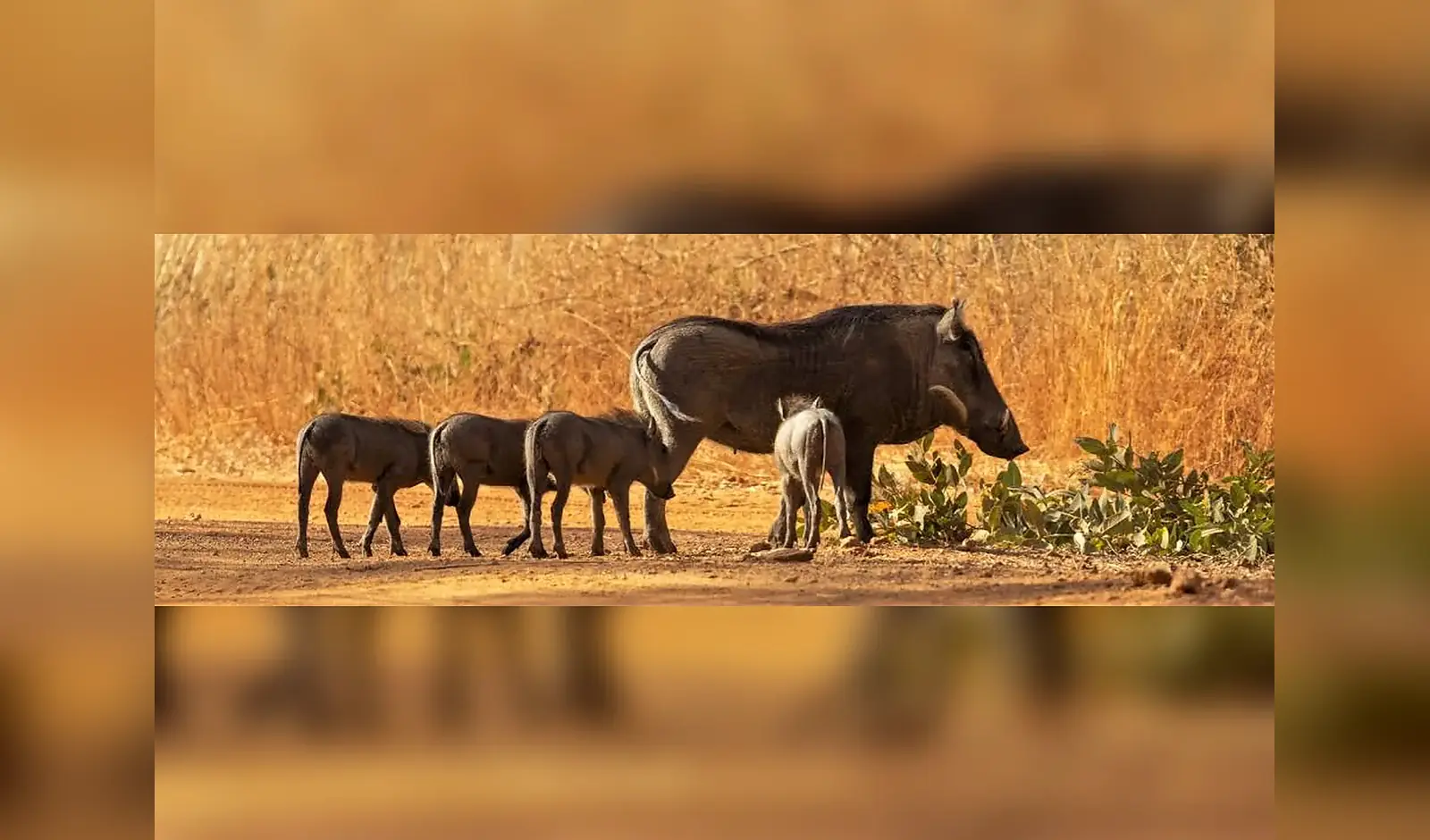 Faune sauvage observée dans la réserve à Réserve de Bandia, Sénégal