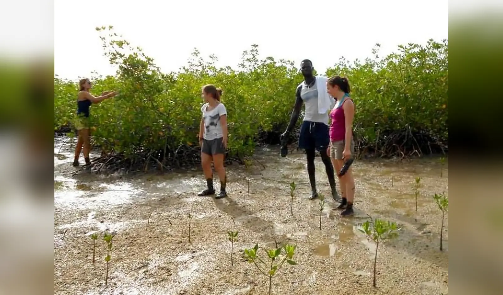 Balade en pirogue dans la mangrove à Sine Saloum, Sénégal