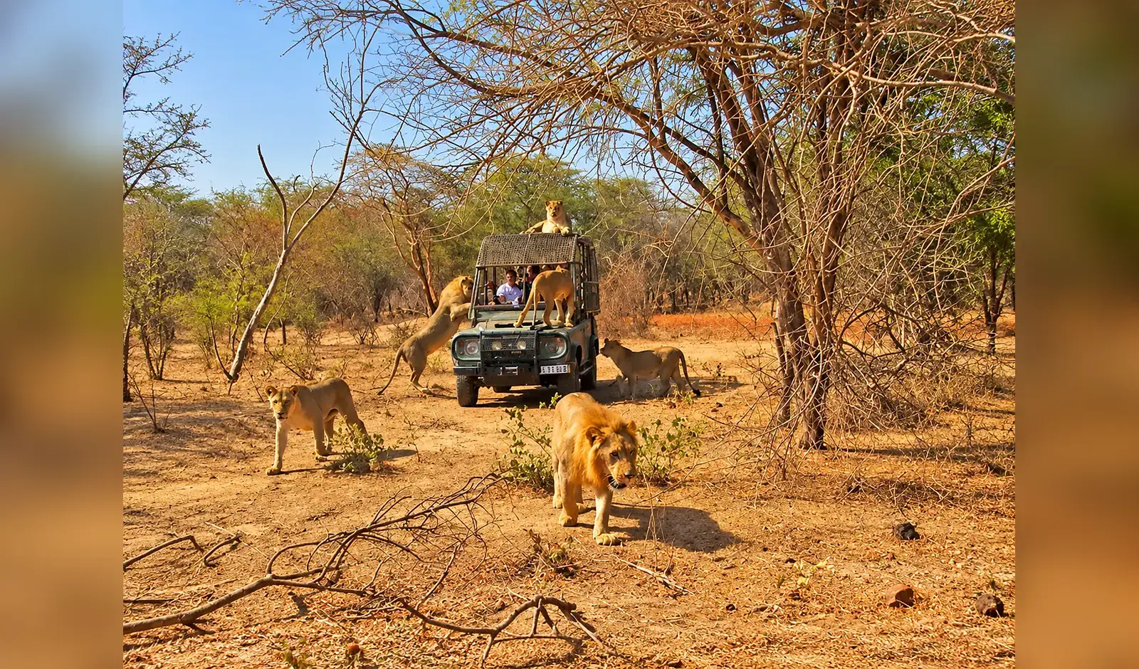 Visite encadrée du ranch des lions à Réserve de Bandia, Sénégal