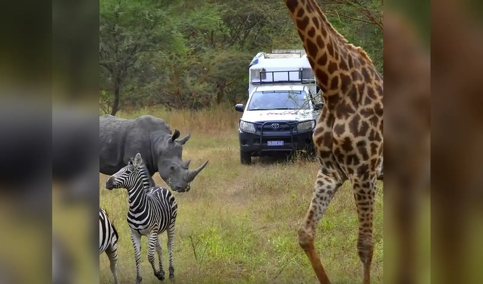 Faune sauvage observée dans la réserve à Réserve de Bandia, Sénégal