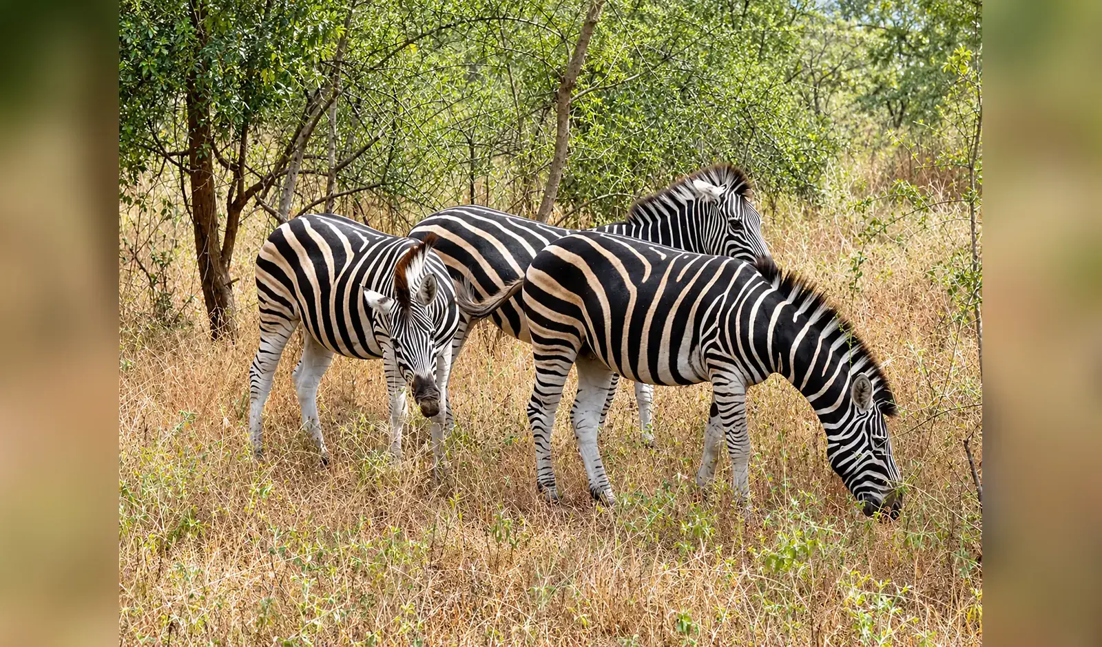 Faune sauvage observée dans la réserve à Réserve de Bandia, Sénégal