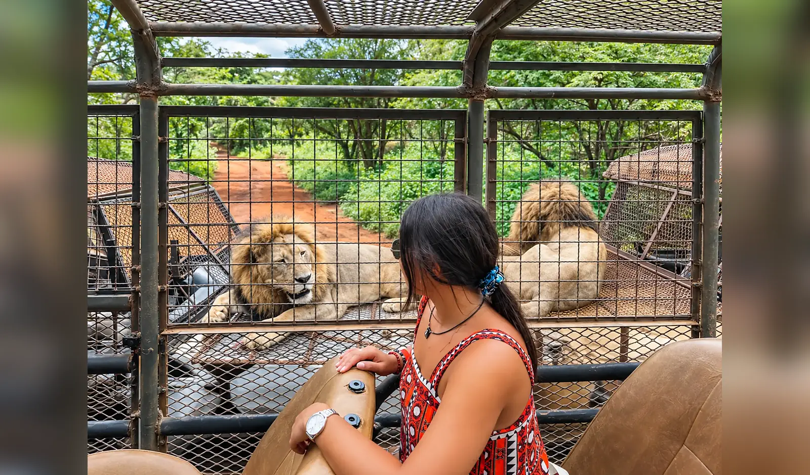 Visite encadrée du ranch des lions à Réserve de Bandia, Sénégal
