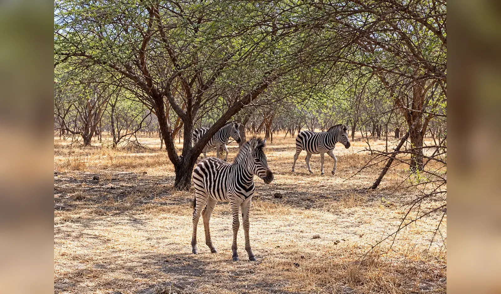 Faune sauvage observée dans la réserve à Réserve de Bandia, Sénégal