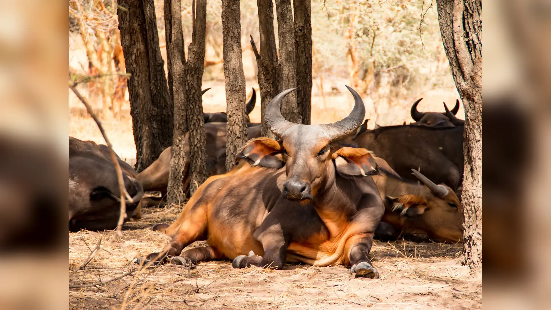 Wildlife viewed in the reserve in Bandia Wildlife Reserve, Senegal