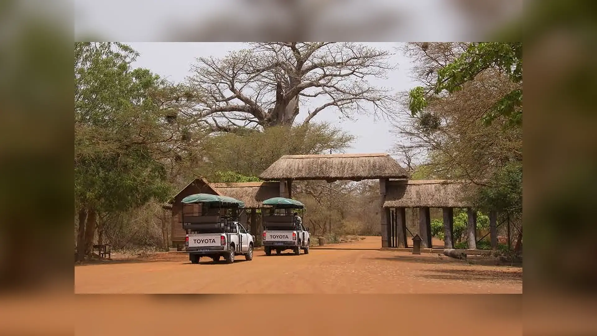 Guided safari through the reserve in Bandia Wildlife Reserve, Senegal