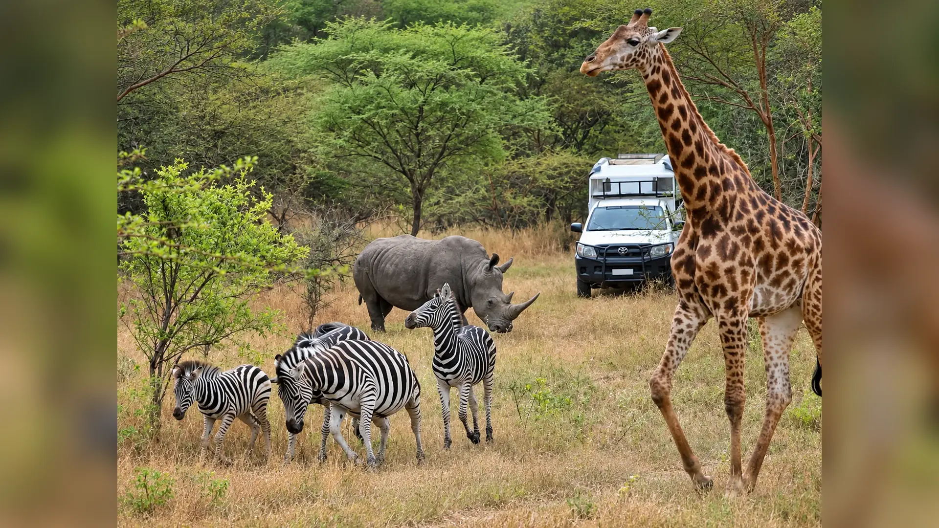 Giraffe, rhinoceros and zebras on safari in Bandia Wildlife Reserve, Senegal
