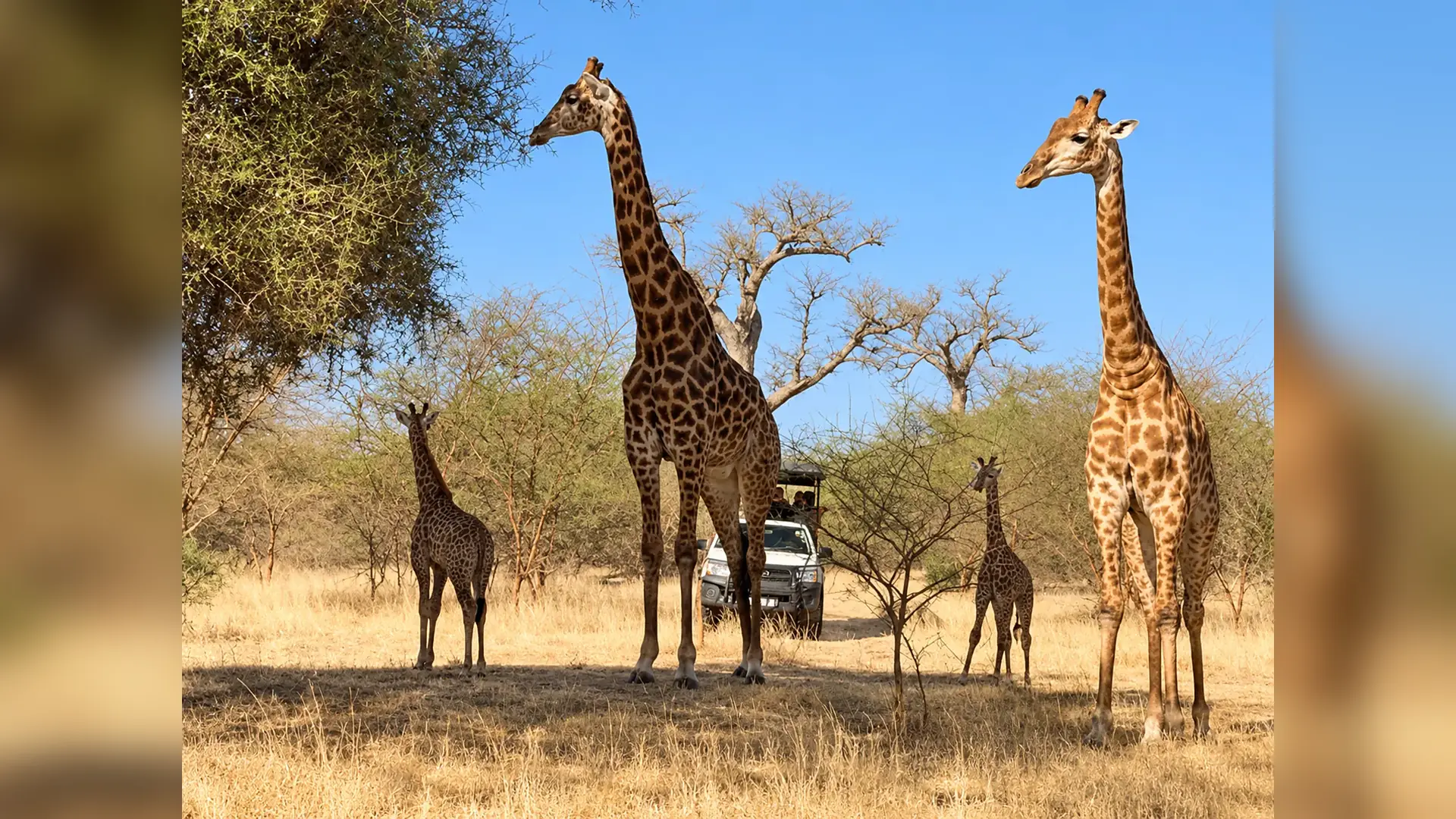 Giraffes beside a safari vehicle in Bandia Wildlife Reserve, Senegal