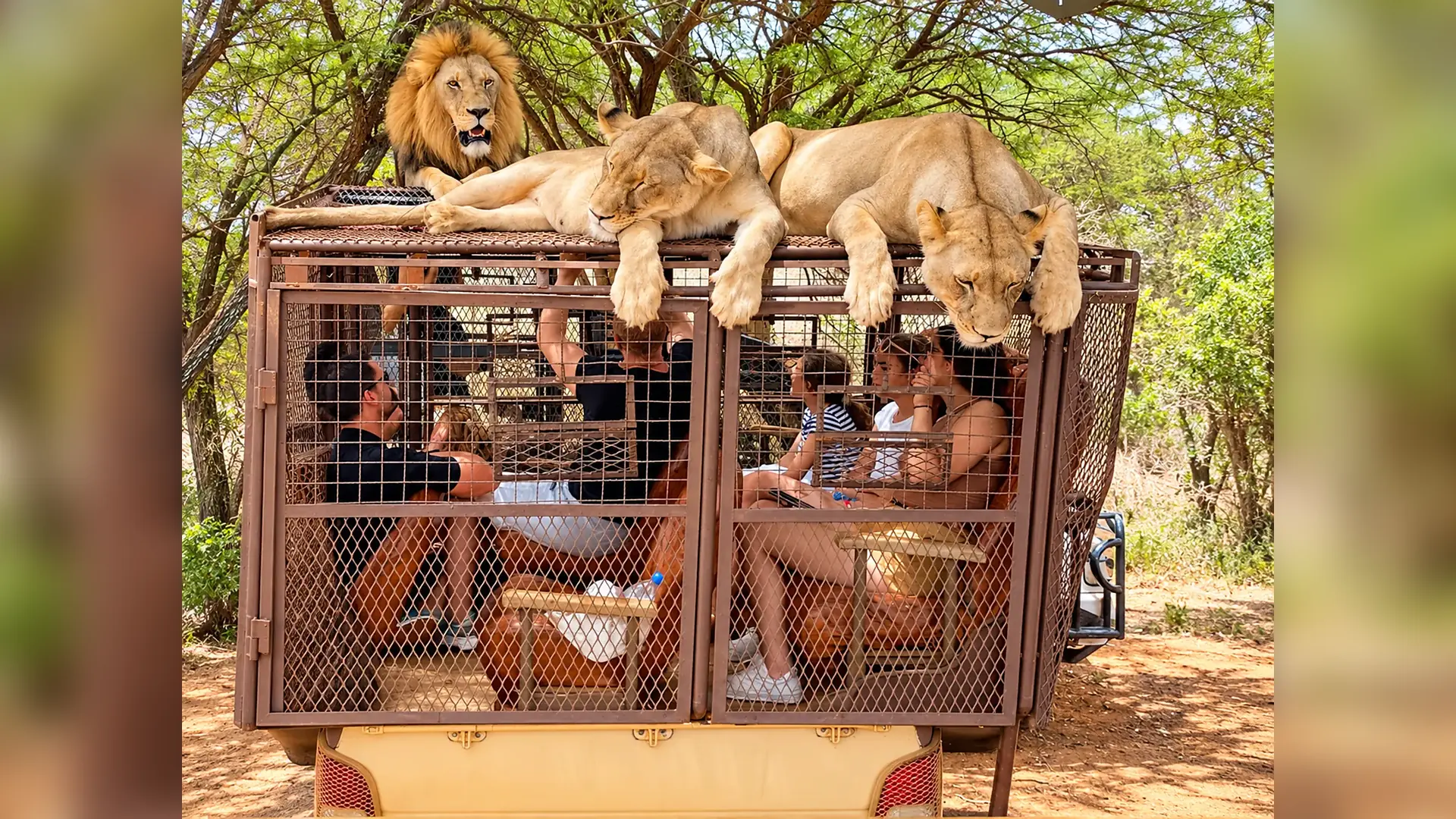 Lions viewed from a safari vehicle in Bandia Wildlife Reserve, Senegal